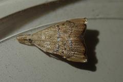 Ptychopseustis plumbeolinealis