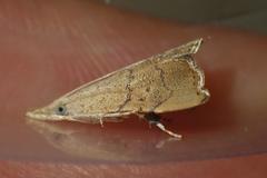 Ptychopseustis plumbeolinealis