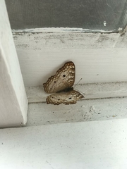 Lepidoptera