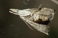 Ptychopseustis plumbeolinealis
