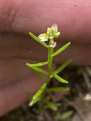 Polygala nuttallii