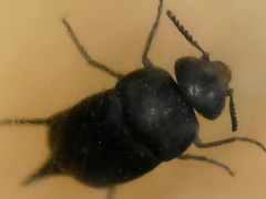 Mordella aculeata