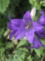Campanula trachelium