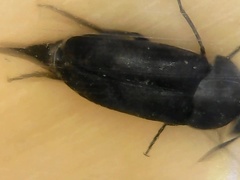 Mordella aculeata