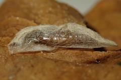 Ptychopseustis plumbeolinealis