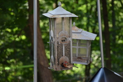 Haemorhous mexicanus