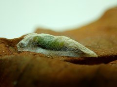 Ptychopseustis plumbeolinealis