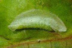 Ptychopseustis plumbeolinealis