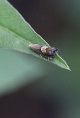 Grapholita delineana