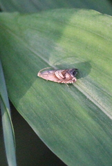 Grapholita delineana