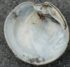 Dosinia exoleta