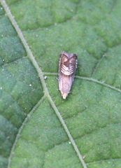 Grapholita delineana