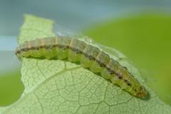 Ptychopseustis plumbeolinealis