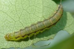 Ptychopseustis plumbeolinealis