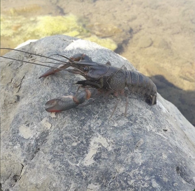 Cherax image