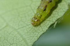 Ptychopseustis plumbeolinealis