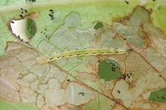 Ptychopseustis plumbeolinealis