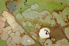 Ptychopseustis plumbeolinealis