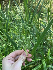 Scirpus georgianus