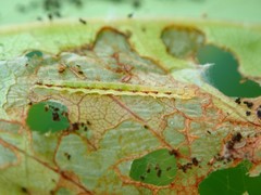 Ptychopseustis plumbeolinealis