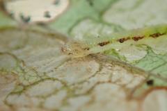 Ptychopseustis plumbeolinealis