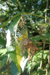 Ptychopseustis plumbeolinealis