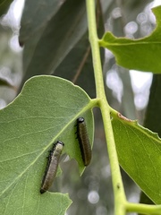 Paropsisterna selmani