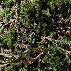 Selaginella weatherbiana