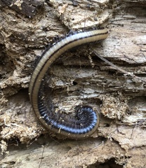 Paeromopodidae