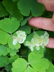 Phytomyza aquilegiae
