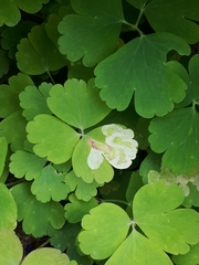 Phytomyza aquilegiae