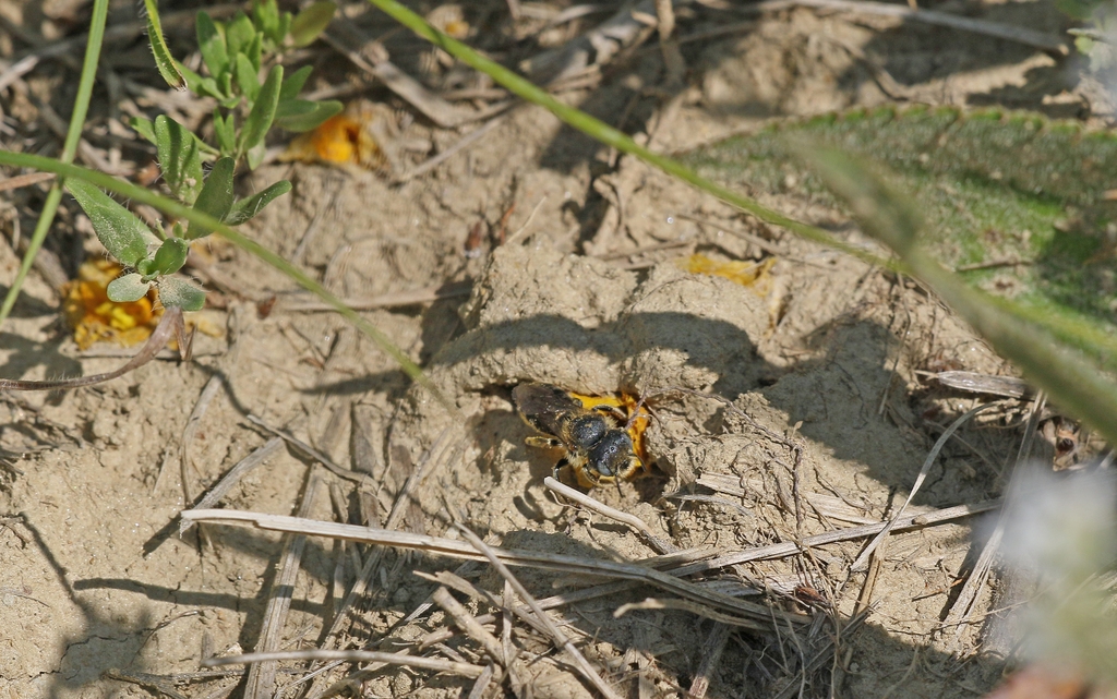 Anthocopa