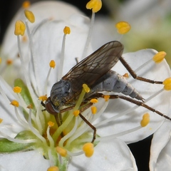Empidinae