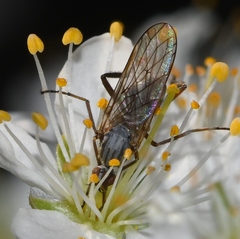 Empidinae