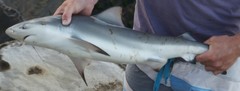 Carcharhinus leucas