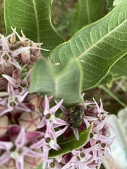 Bombus nevadensis