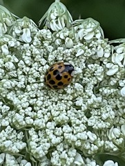 Harmonia axyridis