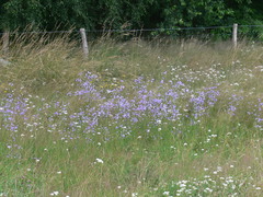 Campanula rapunculus