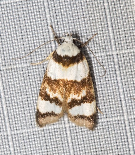 Catacometes phanozona Turner, 1896