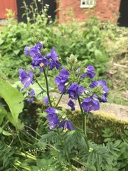 Polemonium caeruleum