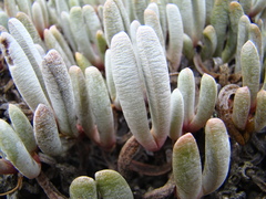 Brianhuntleya intrusa