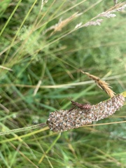 Cimicoidea