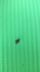 Pyrrhocoris apterus
