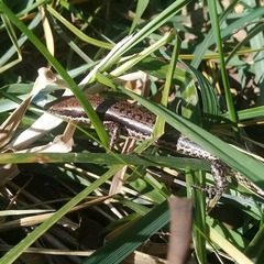 Aspronema dorsivittatum