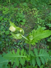 Cirsium oleraceum