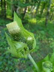 Cirsium oleraceum