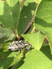 Ithycerus noveboracensis