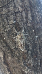 Cicada orni