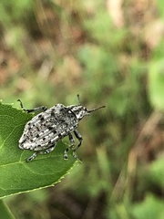 Ithycerus noveboracensis