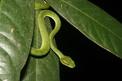 Trimeresurus popeiorum